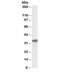 CYB5R3 Antibody - image 1