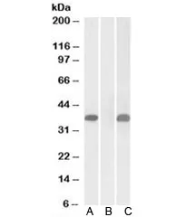 PIM2 Antibody - image 1