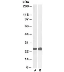 GRB2 Antibody - image 1