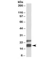 CIRBP Antibody - image 1