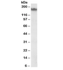 NF-M Antibody - image 1