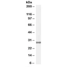 COMT Antibody - image 1
