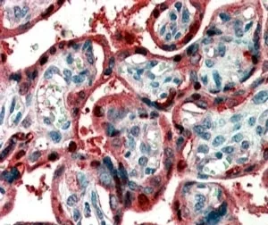 Ghrelin Antibody - image 1