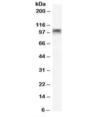 MYBL2 Antibody - image 1