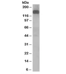 Dynactin Antibody - image 1