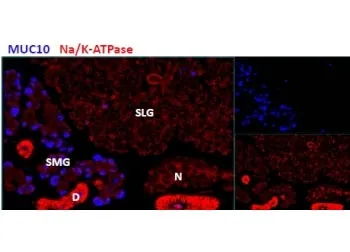 MUC10 Antibody - image 1
