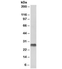 HLA-DQA2 Antibody - image 1