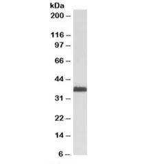MSI2 Antibody - image 1