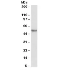 SERPINA1 Antibody - image 1