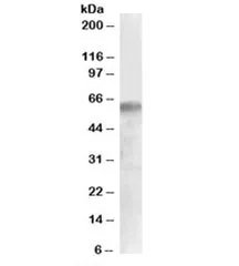 IRF2BP1 Antibody - image 1