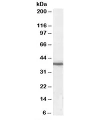 JAM-A Antibody - image 1