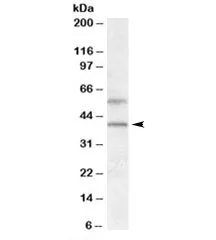 GPR81 Antibody - image 1