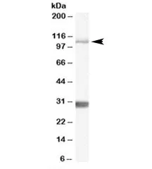 Insulin degrading enzyme Antibody - image 1