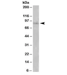 SETDB2 Antibody - image 1