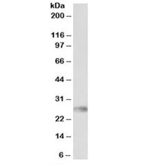 HLA-DQA2 Antibody - image 1