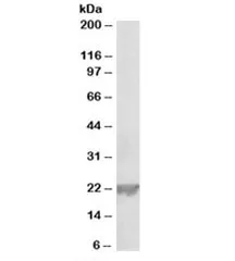 Glutathione peroxidase Antibody - image 1