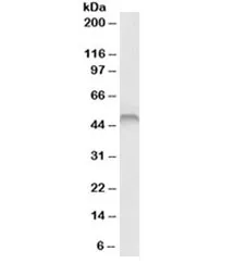 Fascin Antibody - image 1