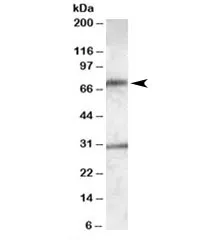 LIPG Antibody - image 1
