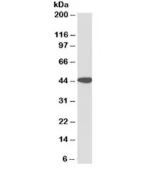AMACR Antibody - image 1
