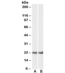 CRYAB Antibody - image 1