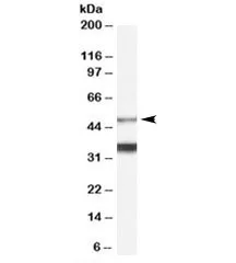 Orexin receptor Antibody - image 1