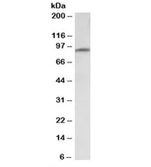 MFSD6 Antibody - image 1
