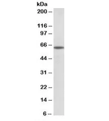 POU6F2 Antibody - image 1