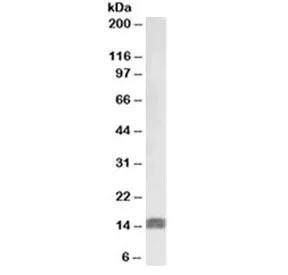 IGF1 Antibody - image 1