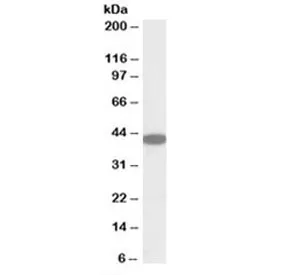 CXCR6 Antibody - image 1