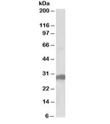 B7-H4 Antibody - image 1