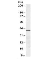SEPT2 Antibody - image 1
