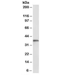MSI2 Antibody - image 1