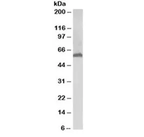 58K Golgi protein Antibody - image 1