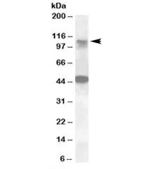 LIP1 Antibody - image 1