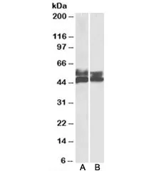 FCRL1 Antibody - image 1