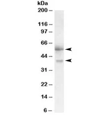 FSTL1 Antibody - image 1