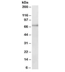 PAPD5 Antibody - image 1