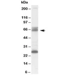 GAD65 Antibody - image 1
