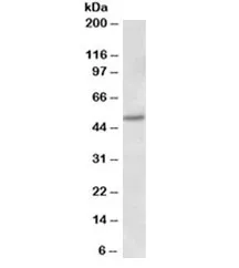 Estrogen receptor beta Antibody - image 1