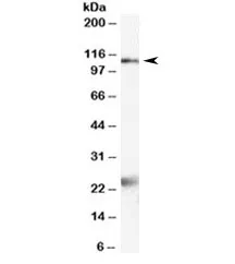 NR1 Antibody - image 1