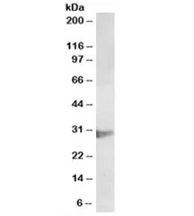 CLIC1 Antibody - image 1