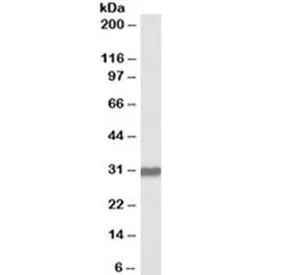 OCT4 Antibody - image 1