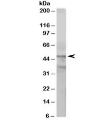 ACTL6A Antibody - image 1