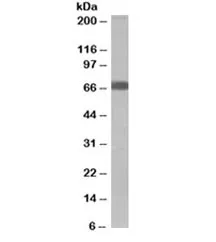 SHP2 Antibody - image 1