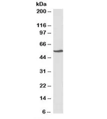 NR5A2 / LRH1 Antibody - image 1