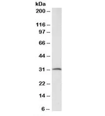 CFD Antibody / Complement Factor D - image 1