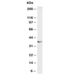 ATF1 Antibody - image 1
