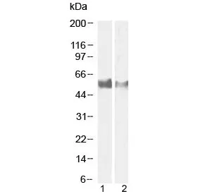 LAG3 Antibody / CD223 - image 1