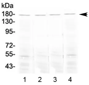 Angiotensin-converting enzyme Antibody (Ace) - image 1