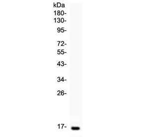 Leptin Antibody / LEP - image 1